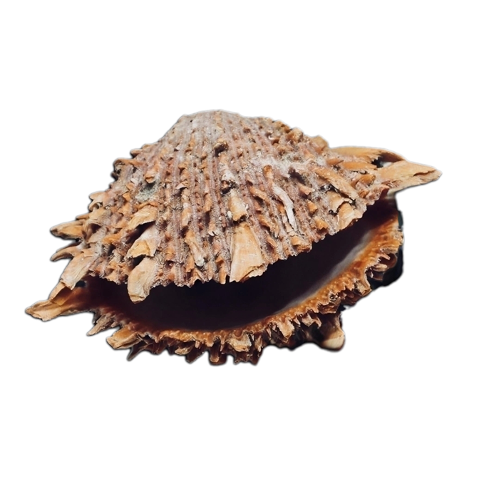Ejemplar de Spondylus princeps